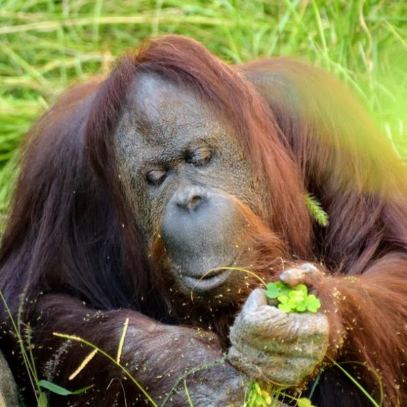 Bornean orangutan(ボルネオオランウータン)