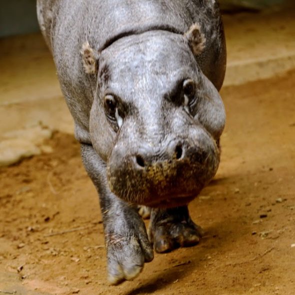 Pygmy hippopotamus(コビトカバ)