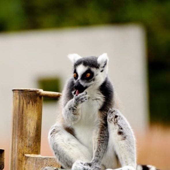 RING-TAILED LEMUR