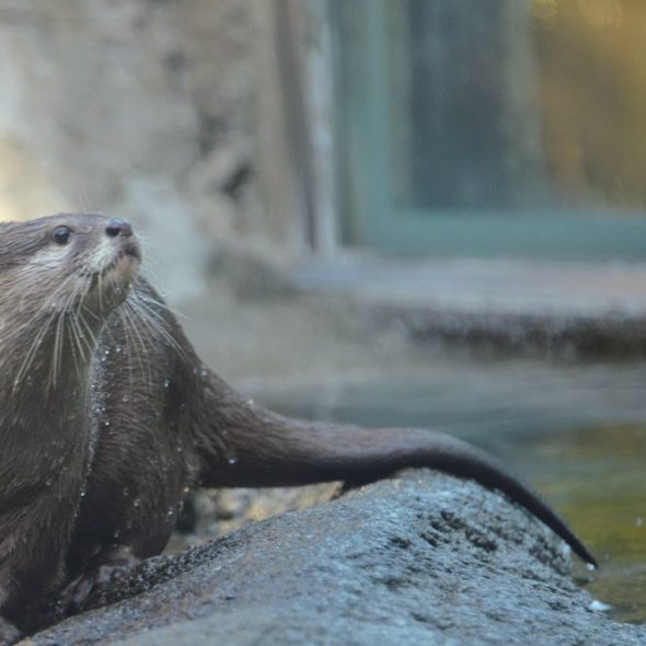 Small-clawed otter(コツメカワウソ)