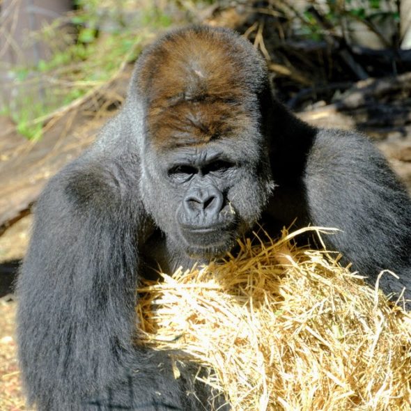 Western lowland gorilla(ニシローランドゴリラ)