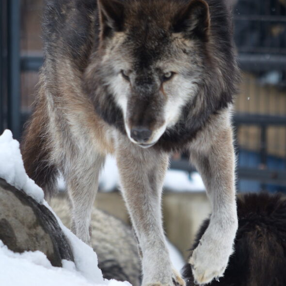 Eastern wolf