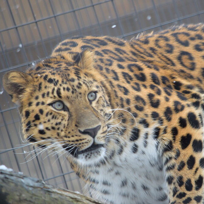 Amur Leopard アムールヒョウ ズーサーチ