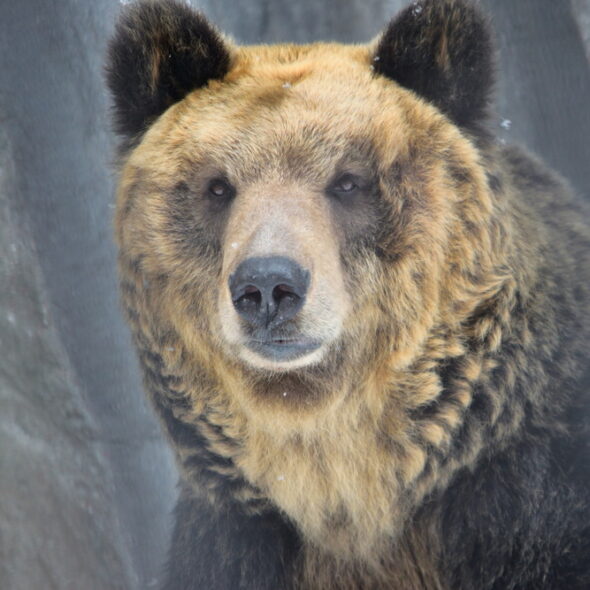 Brown bear