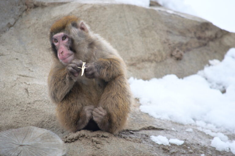 Japanese macaque