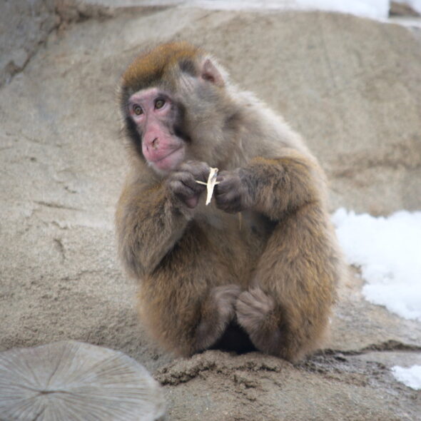 Japanese macaque