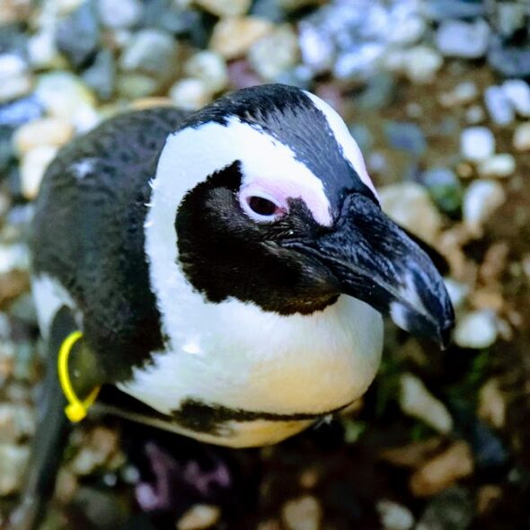 AFRICAN PENGUIN