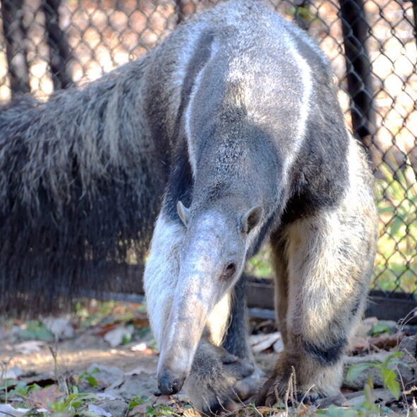 Giant anteater