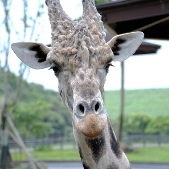 Reticulated giraffe