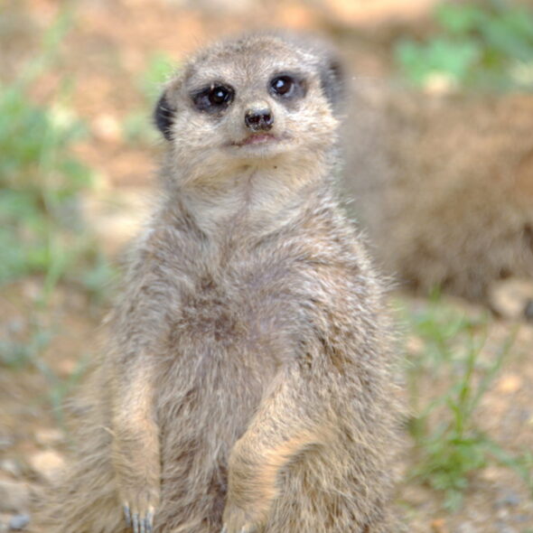 MEERKAT