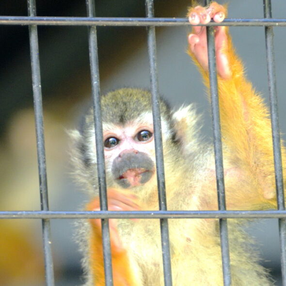 SQUIRREL MONKEY