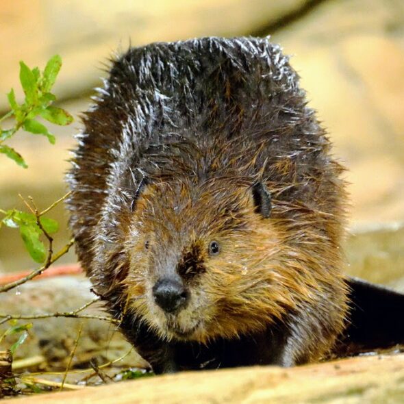 AMERICAN BEAVER