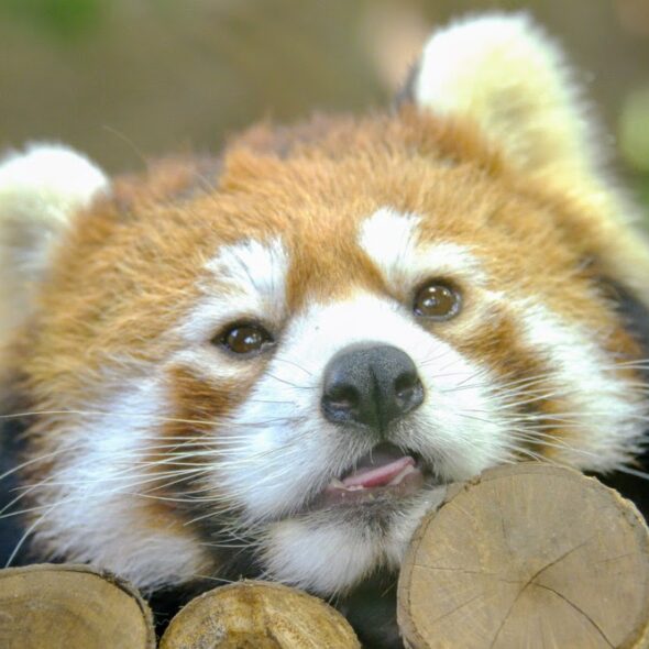 RED PANDA