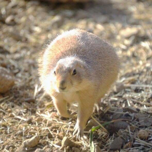 PRAIRIE DOGS