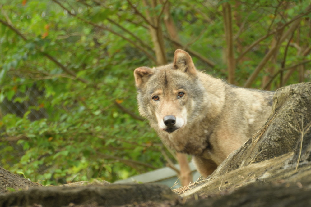 Eastern Wolf シンリンオオカミ ズーサーチ