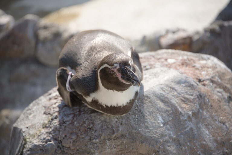 Humboldt penguins