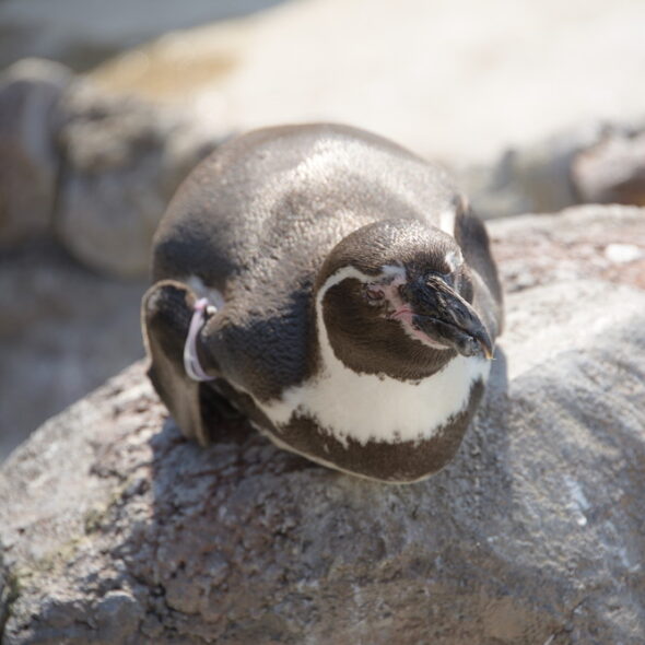 Humboldt penguins