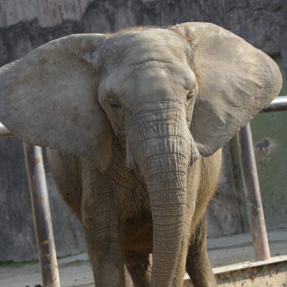 African elephant