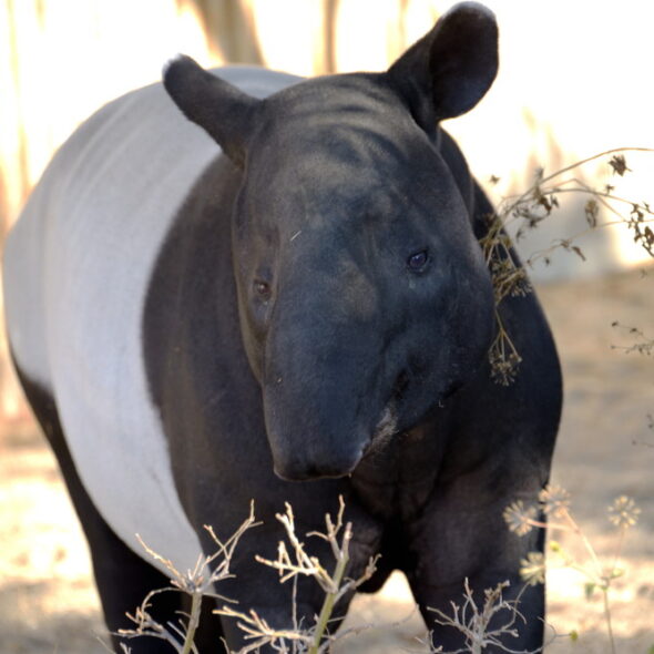 Malayan tapir