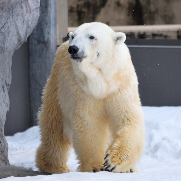 Polar bear