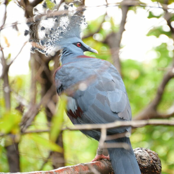 CROWNED PIGEON