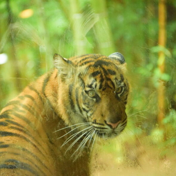 Sumatran tiger