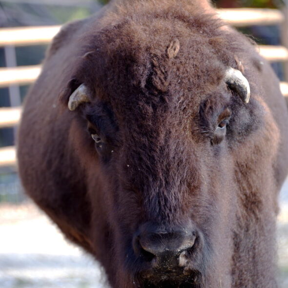 American bison