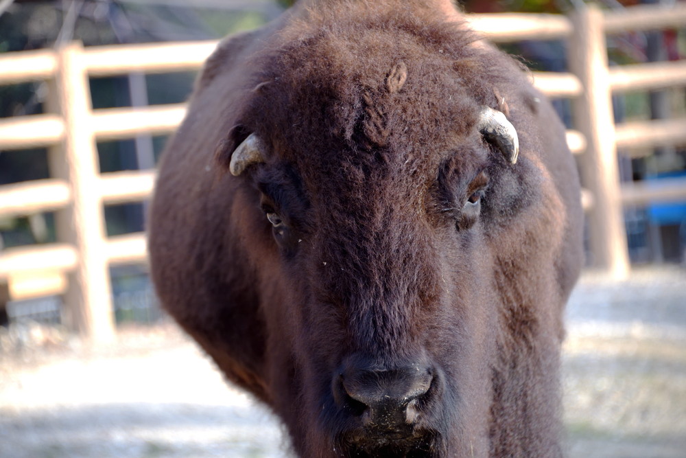 American bison