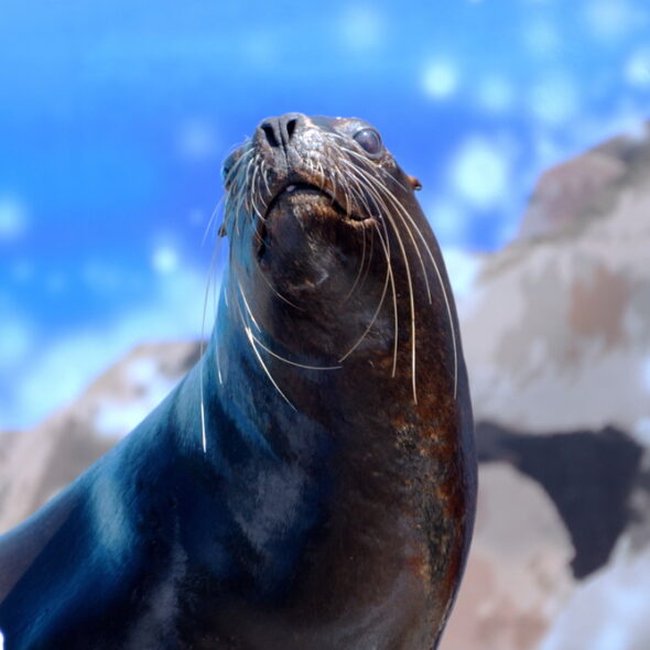 South American sea lion