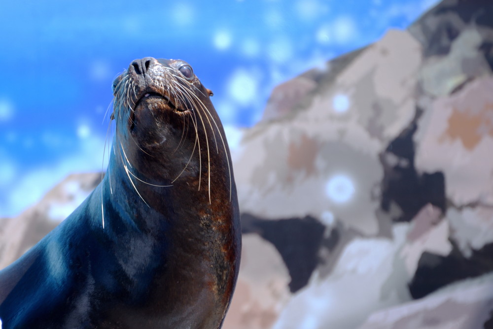 South American sea lion