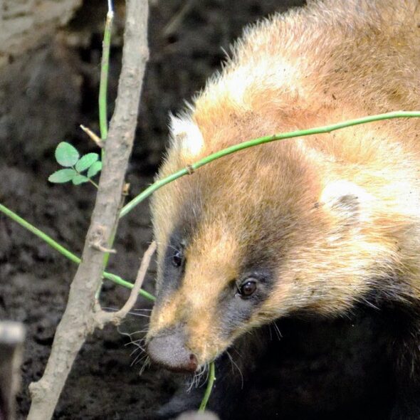 Japanese badger