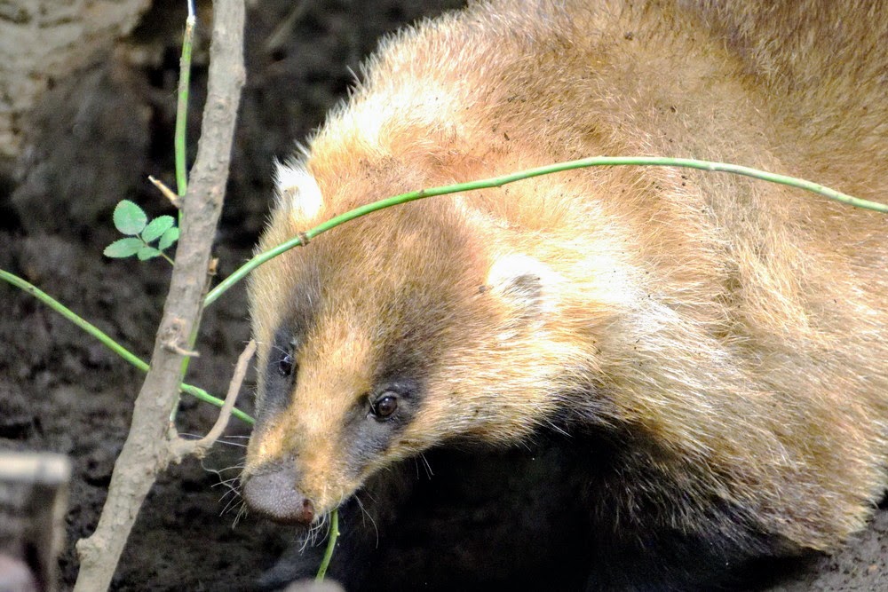 Japanese badger