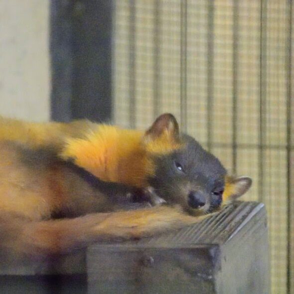 Marten