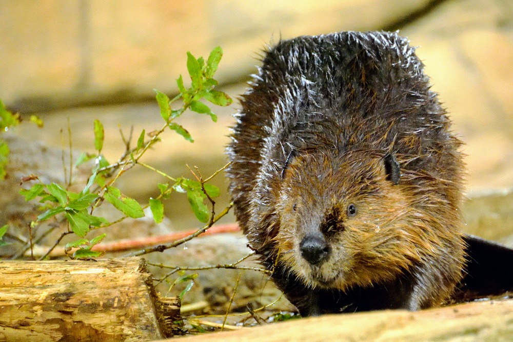 AMERICAN BEAVER