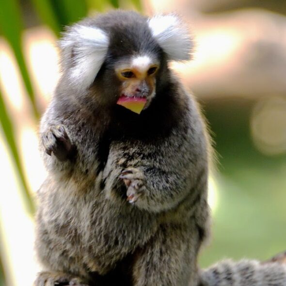 Common marmoset