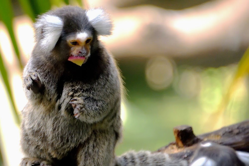 Common marmoset