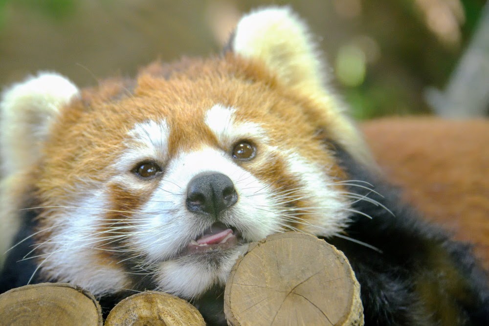 RED PANDA