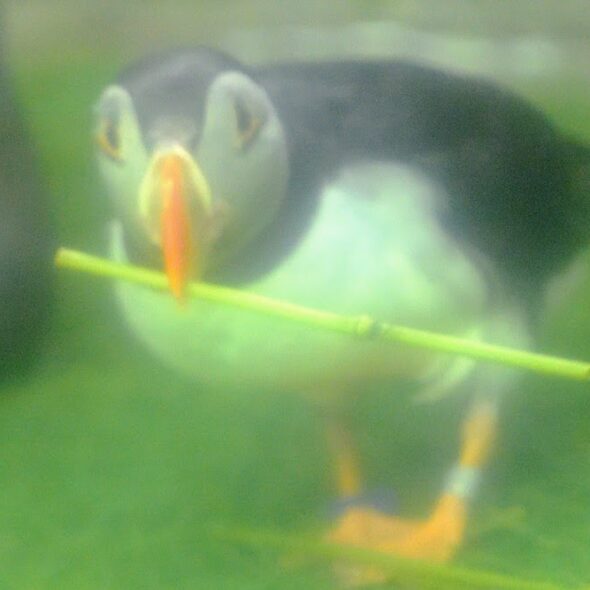 Atlantic puffin