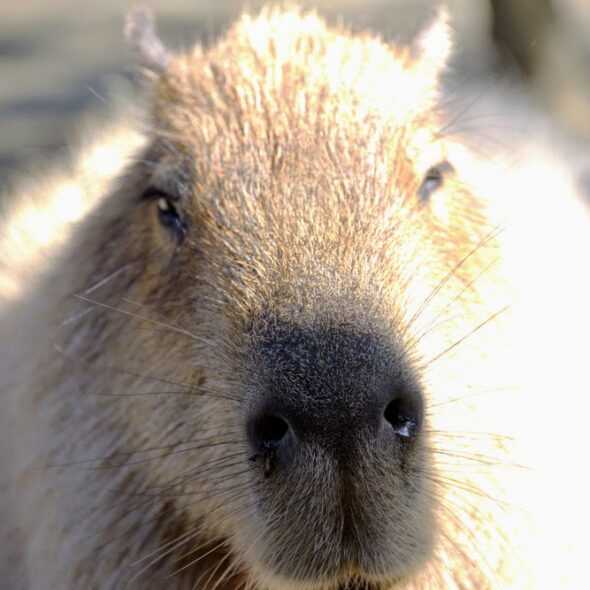 Capybara