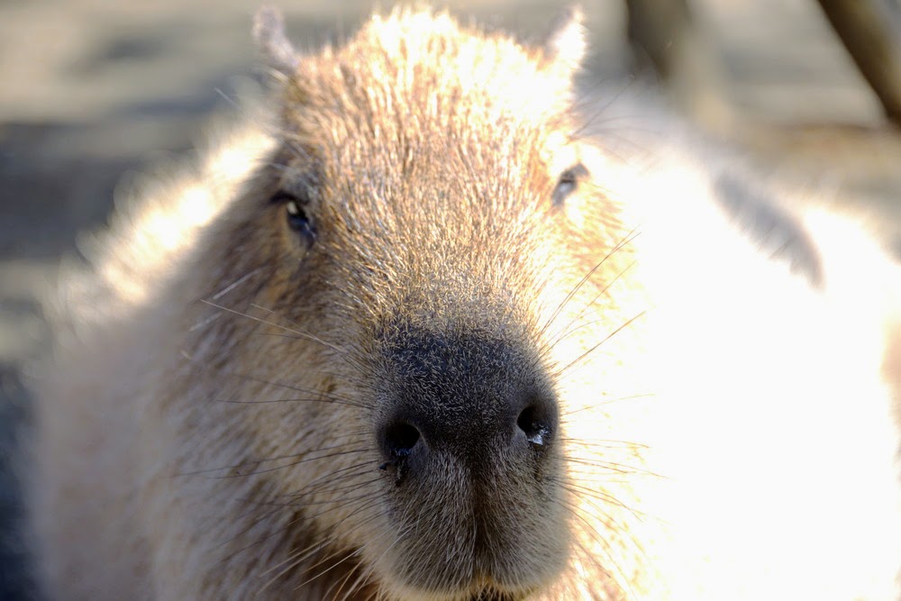 Capybara