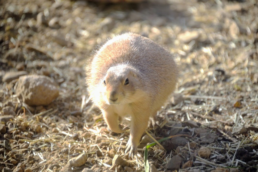 PRAIRIE DOGS