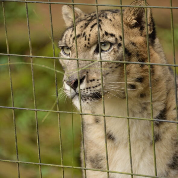 Snow leopard