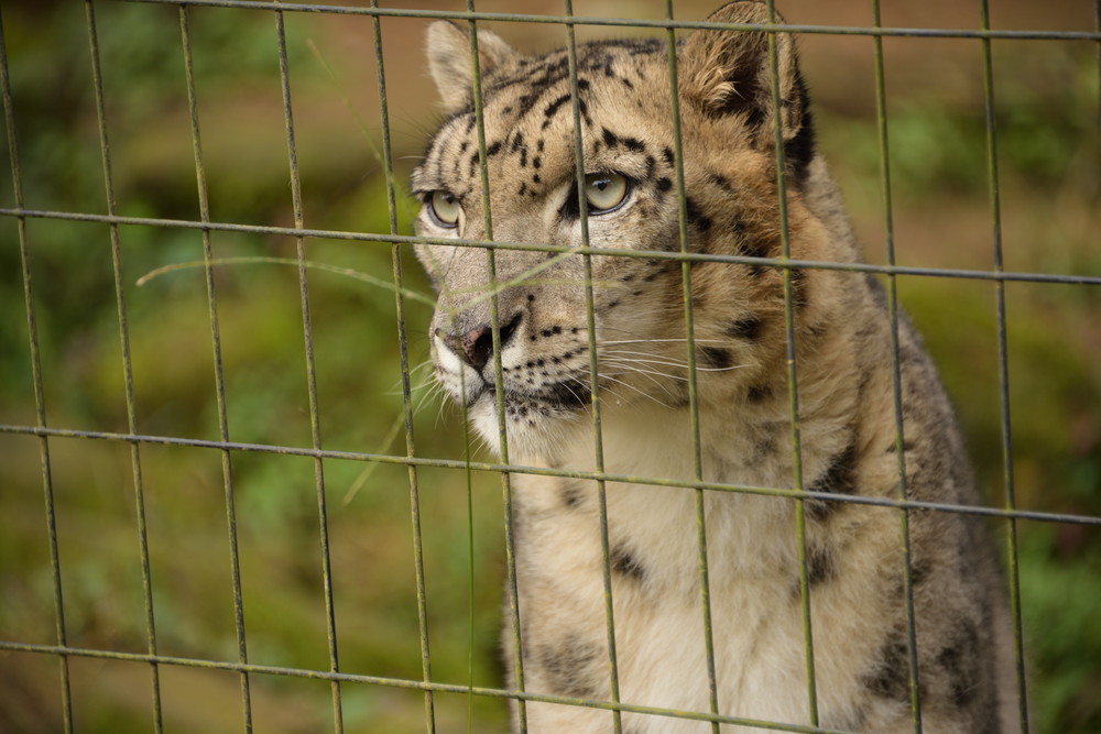 Snow leopard