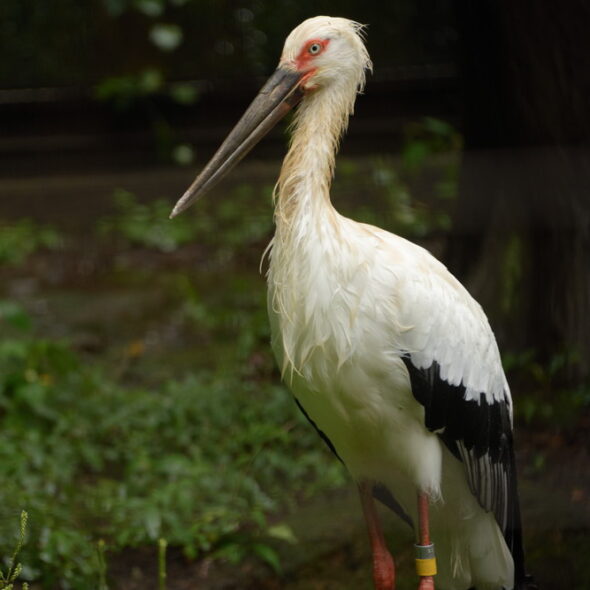 Stork