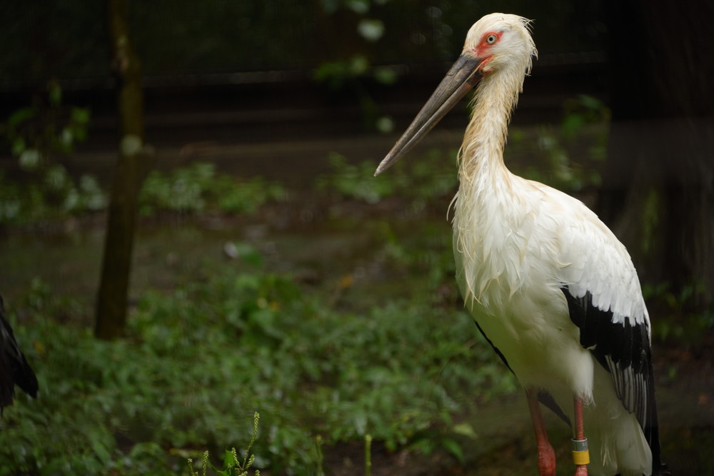 Stork