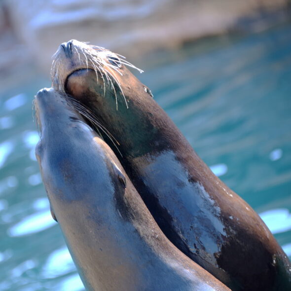 California sea lion