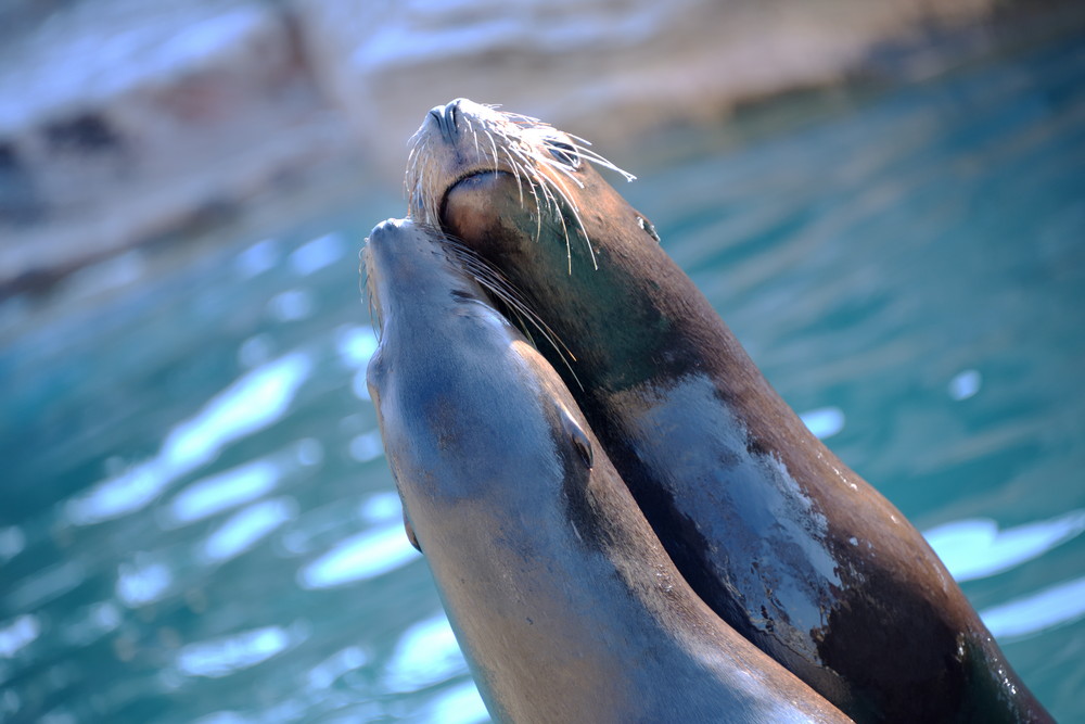 California sea lion