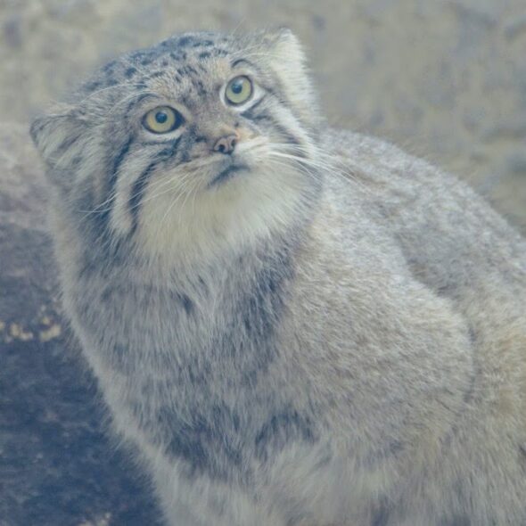 Pallas's cat