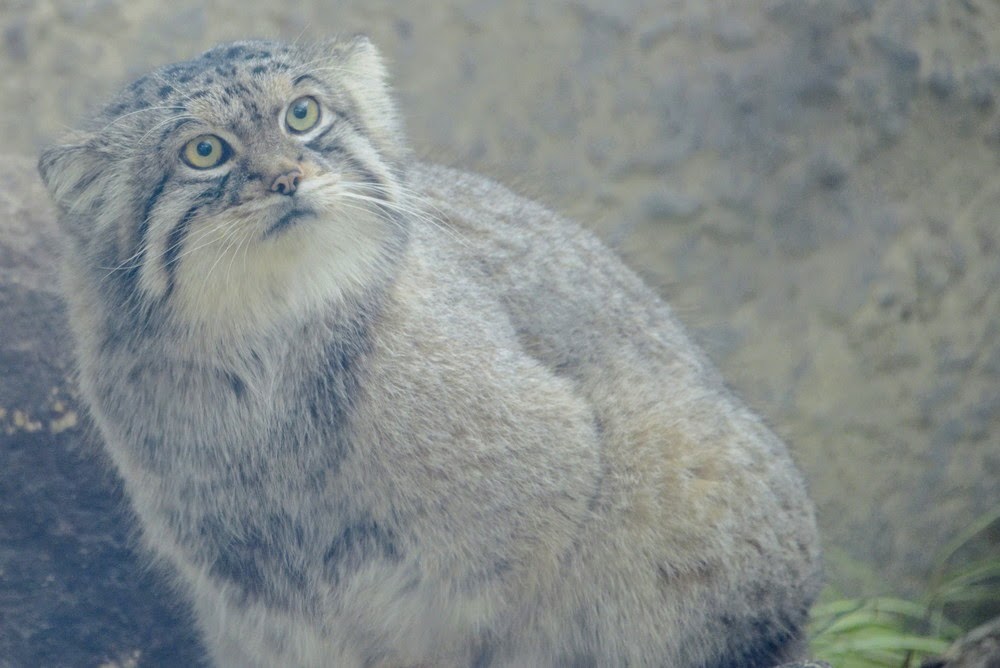 Pallas's cat