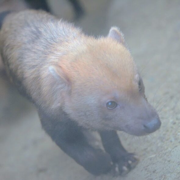 Bush dog